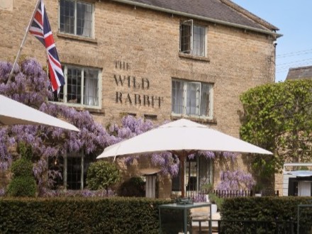 The Wild Rabbit