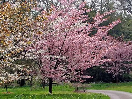 Batsford Arboretum & Garden Centre