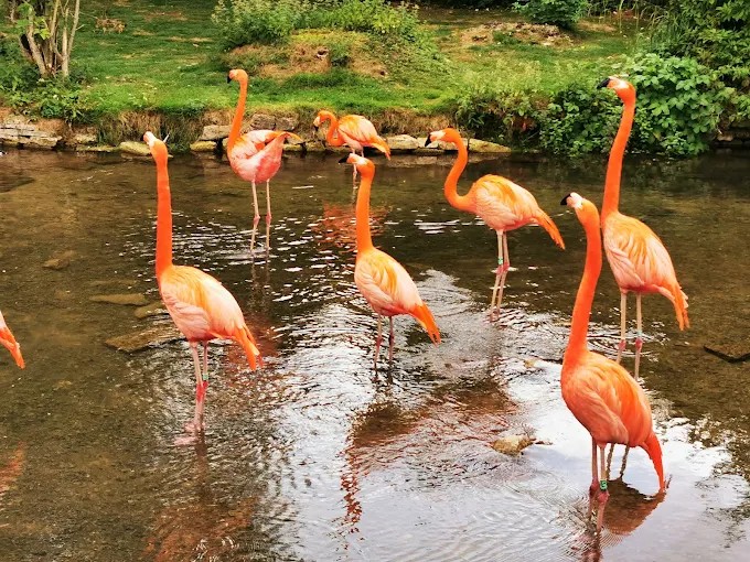 Birdland Park & Gardens