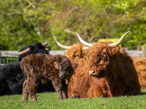 Cotswold Farm Park